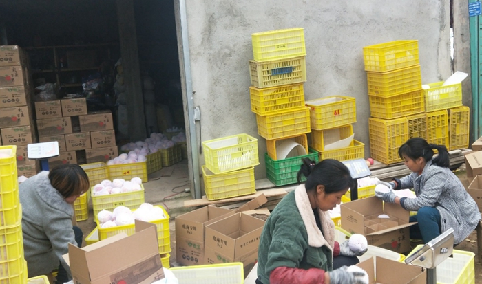 乡亲们包装即将发货的苹果 - 副本.jpg